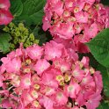 Hydrangea macrophylla 'Pensee Rose' fleur